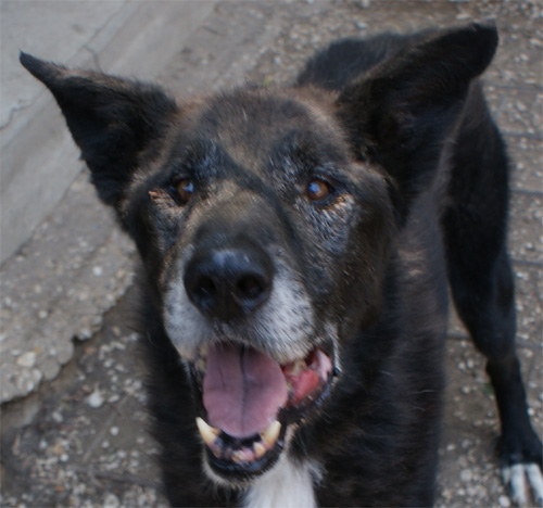 zorro_20.08.2012_n._5.jpg