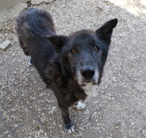 zorro_28.03.2012_n._1.jpg